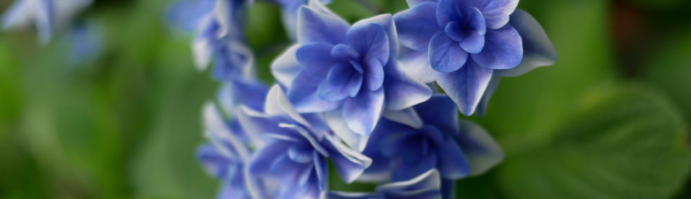 おさるのHomepage!