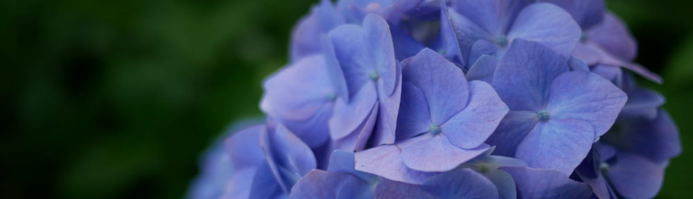 おさるのHomepage!