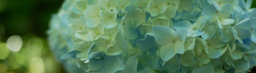 おさるのHomepage!