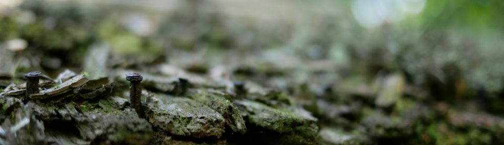 おさるのHomepage!