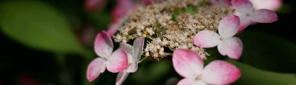 おさるのHomepage!