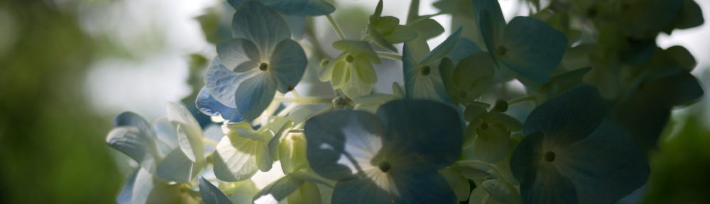 おさるのHomepage!