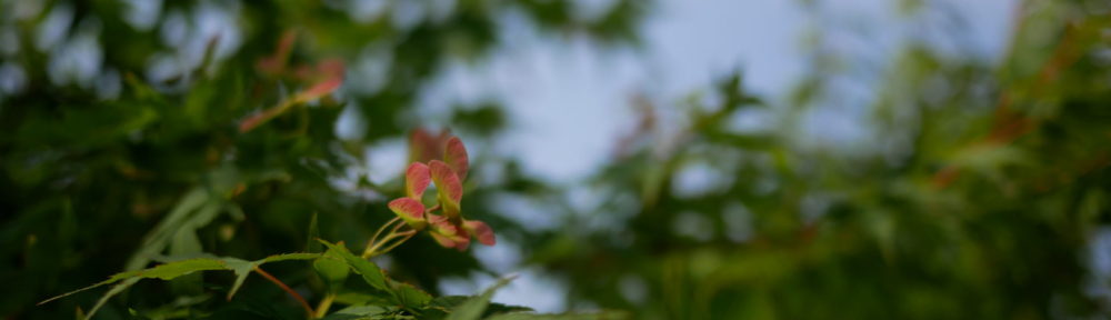 おさるのHomepage!