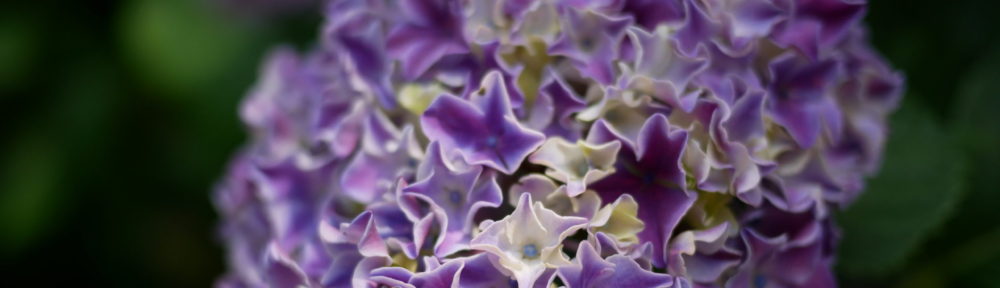 おさるのHomepage!