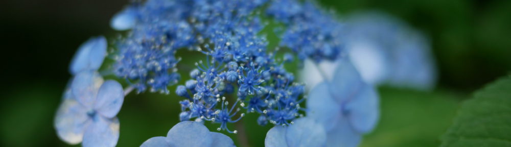 おさるのHomepage!