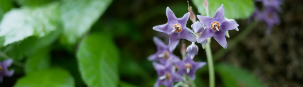 おさるのHomepage!