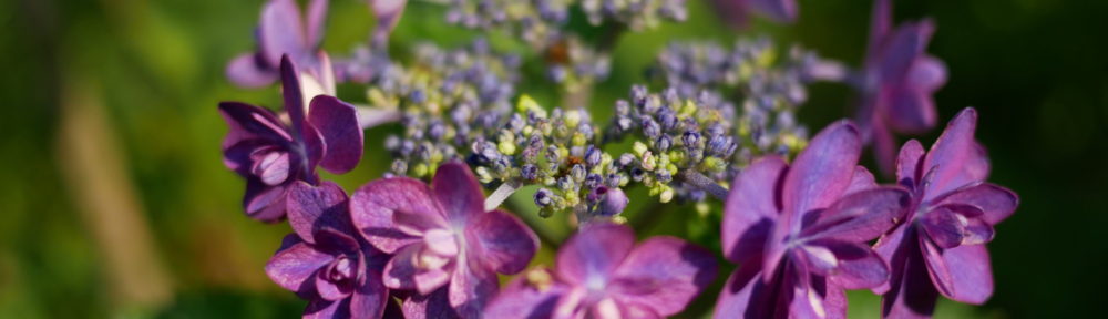 おさるのHomepage!