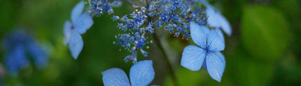 おさるのHomepage!